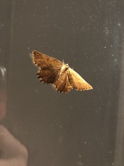 Euchlaena johnsonaria