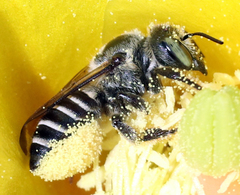 Megachiloides