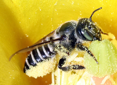 Megachiloides