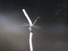 Arigomphus submedianus