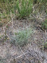 Festuca ammobia
