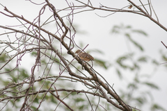 Mirafra erythrocephala