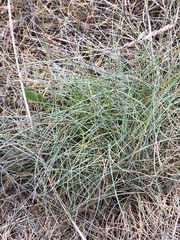 Festuca ammobia