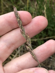 Festuca ammobia