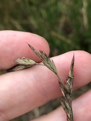 Festuca ammobia
