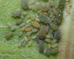 Aphis asclepiadis
