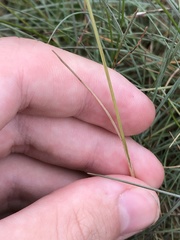 Festuca ammobia