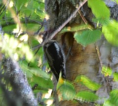 Sphyrapicus nuchalis
