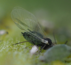 Aphis asclepiadis