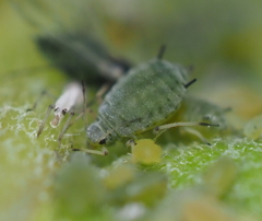 Aphis asclepiadis