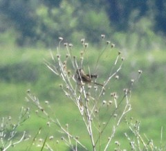 Spizella pallida
