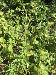 Apocynum cannabinum