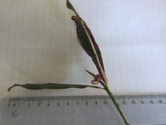 Myrsine salicina