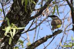 Pitangus sulphuratus