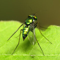 Condylostylus comatus