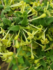 Bouvardia multiflora