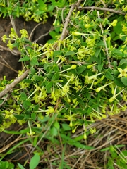 Bouvardia multiflora