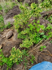 Bouvardia multiflora