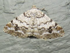 Macaria sexmaculata