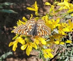 Euphydryas editha