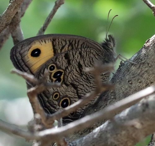 Common wood-nymph
