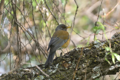 Turdus rufopalliatus