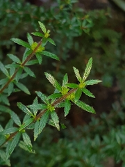 Bauera rubioides