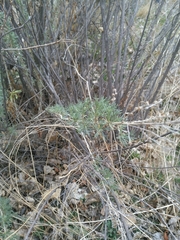 Artemisia californica