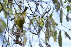 Leiothlypis ruficapilla