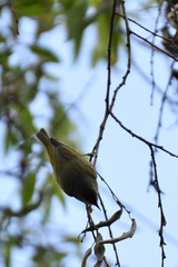 Leiothlypis ruficapilla
