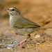 Olive Sparrow - Photo (c) Greg Lasley, some rights reserved (CC BY-NC)