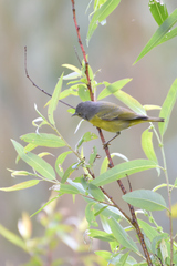 Leiothlypis ruficapilla
