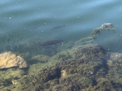 Micropterus dolomieu