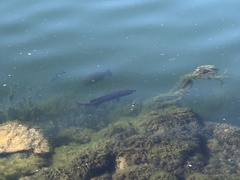 Micropterus dolomieu