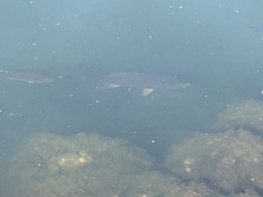 Micropterus dolomieu