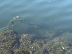 Micropterus dolomieu