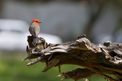 Pyrocephalus rubinus