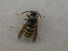 Dolichovespula norvegicoides
