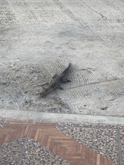 Crocodylus moreletii