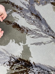 Desmarestia herbacea