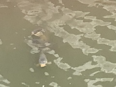 Cyprinus carpio