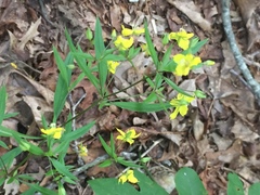 Lysimachia lewisii