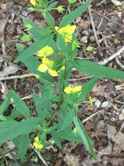 Lysimachia lewisii
