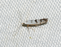 Argyresthia thuiella