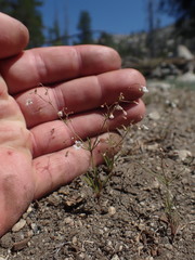 Eriogonum spergulinum