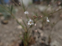 Eriogonum spergulinum