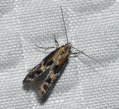 Blastodacna atra