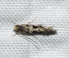Nemapogon granella
