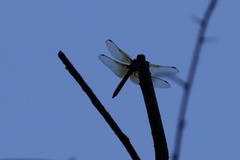 Sympetrum illotum
