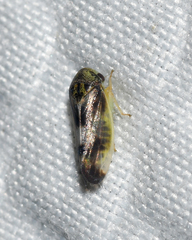 Pediopsoides distinctus